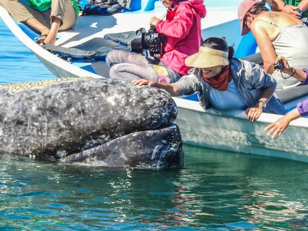 Whale Watching Caravan 1 A woman in a boat smiles as she reaches out to touch the head of a gray whale, whose mottled grey skin is visible in the blue-green water.
