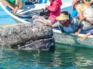 A woman in a boat smiles as she reaches out to touch the head of a gray whale, whose mottled grey skin is visible in the blue-green water.