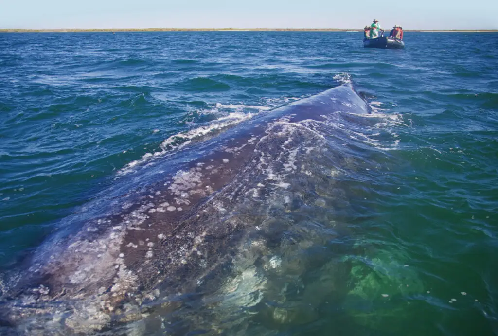 Close-up of a gray whale's back, covered in white patches, surfacing in blue-green water. A small boat with people is in the background, with a distant landmass under a clear sky.