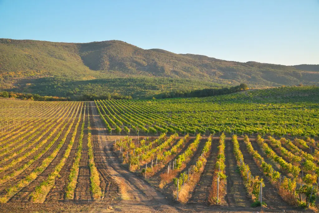 A vineyard with rows of green and yellow grapevines under a clear blue sky, with forested mountains in the background.