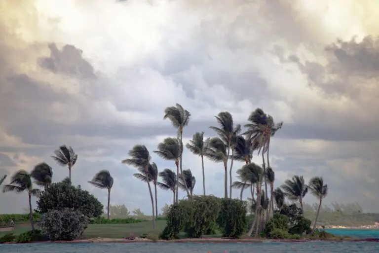 Palm trees with fronds blowing vigorously in the wind under a cloudy, grey sky next to a body of water.