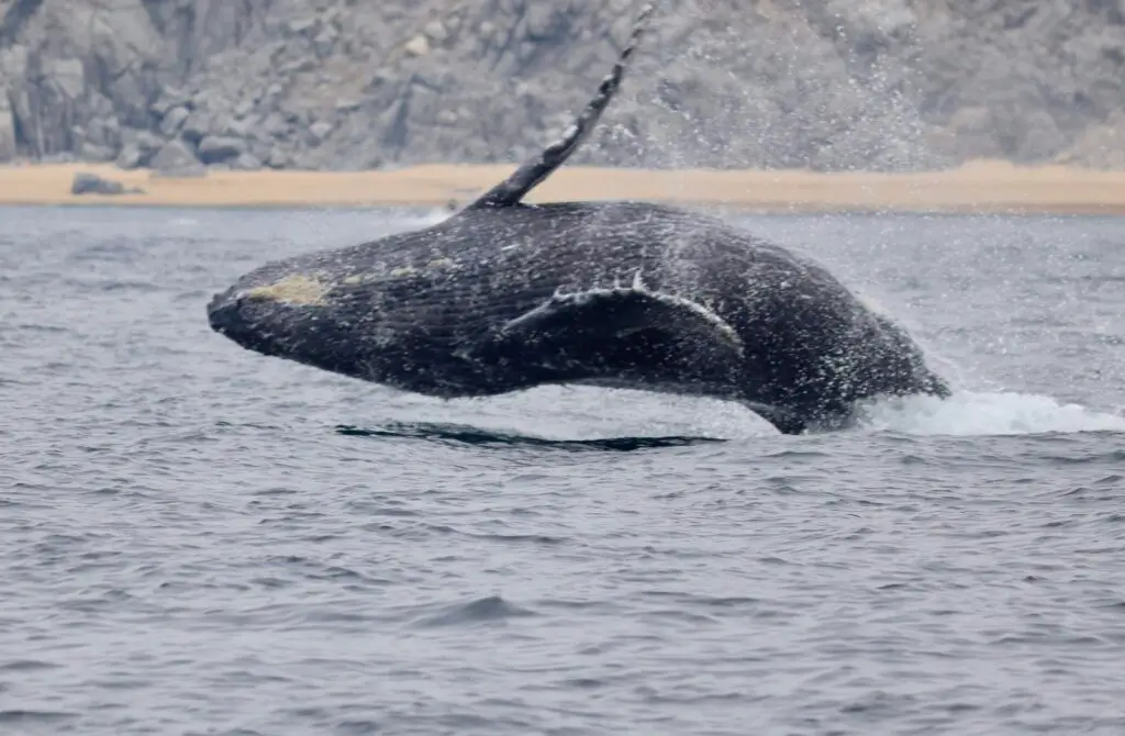 A dark whale breaches high out of the choppy ocean water, with water splashing around its body. Rocky cliffs and a sandy beach are visible in the background.