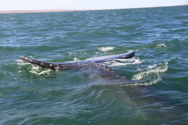 Guerrero Negro & the Whale Lagoons 2 Gray whale flippers breaking the surface of Laguna Ojo de Liebre